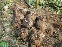 魔芋什么時候種植？魔芋怎么種植技術(shù)？