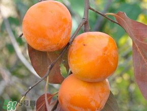 柿子什么季節(jié)成熟？柿子什么時(shí)候吃最好？