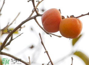 柿子為什么會(huì)澀？柿子怎么吃不澀？