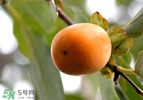 柿子為什么會(huì)澀？柿子怎么吃不澀？