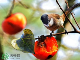 柿子為什么會(huì)黑？柿子為什么凍完發(fā)黑？