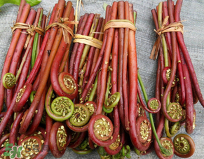 蕨菜是發(fā)物嗎？蕨菜是不是發(fā)物嗎？