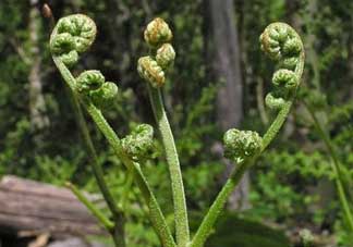 野生蕨菜多少錢一斤？蕨菜多少錢一斤？