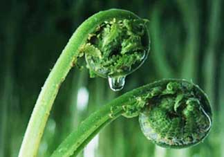 吃蕨菜會(huì)過敏嗎？皮膚過敏能吃蕨菜嗎？