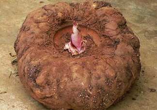 魔芋什么人不能吃？魔芋哪些人不能吃？