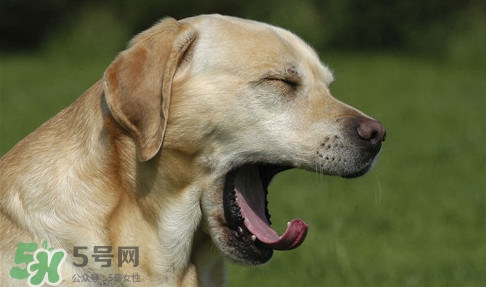 打哈欠會傳染嗎？打哈欠會不會傳染