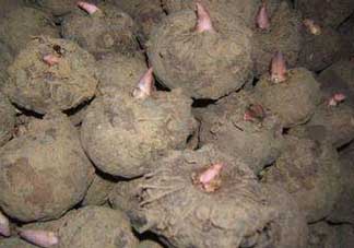 魔芋什么時(shí)候種植？魔芋怎么種植技術(shù)？