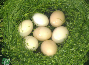 薺菜怎么煮雞蛋？薺菜煮雞蛋的功效