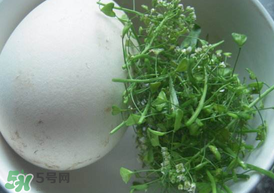 薺菜煮鵝蛋治高血壓嗎？薺菜煮鵝蛋的功效