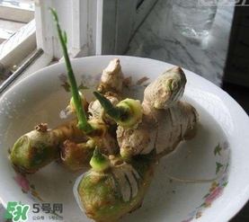 生姜發(fā)芽了能吃嗎？生姜發(fā)芽了能不能吃