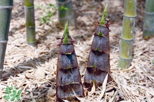 春筍怎么處理？春筍怎么處理不會(huì)澀嘴？