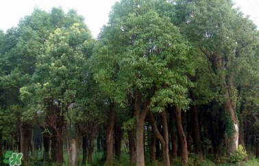 香樟樹的香味有害嗎？香樟樹的香味有沒有害