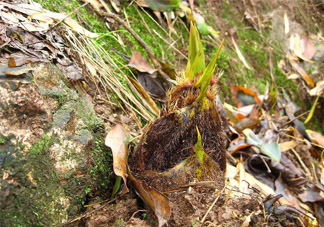 春筍不能和什么同吃？春筍不能和什么一起吃？