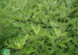 艾葉可以治婦科病嗎？艾葉能治婦科病嗎