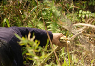3月份有春筍吃嗎？三月份可以吃春筍嗎？