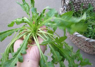 菱角菜的營養(yǎng)價(jià)值_菱角菜的功效與作用及食用方法