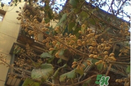 梧桐子怎么吃？梧桐子作用功效