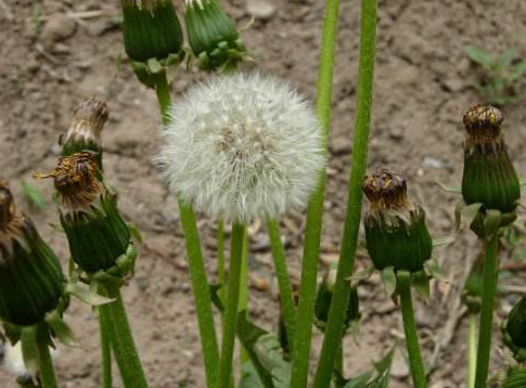 蒲公英葉子怎么吃？蒲公英葉子能吃嗎