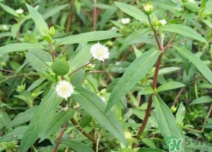 蒲公英的根和葉哪個(gè)好？蒲公英葉和根的功效