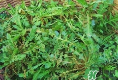 菱角菜的營養(yǎng)價值_菱角菜的功效與作用及食用方法 菱角菜的營養(yǎng)價值_菱角菜的功效與作用及食用方法