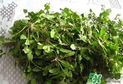 菱角菜的營養(yǎng)價值_菱角菜的功效與作用及食用方法 菱角菜的營養(yǎng)價值_菱角菜的功效與作用及食用方法