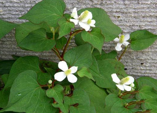 蕺菜怎么念？蕺菜怎么讀