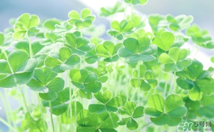 酢漿草怎么讀？酢漿草與三葉草的區(qū)別