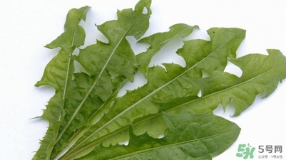 蒲公英的根和葉哪個(gè)好？蒲公英葉和根的功效