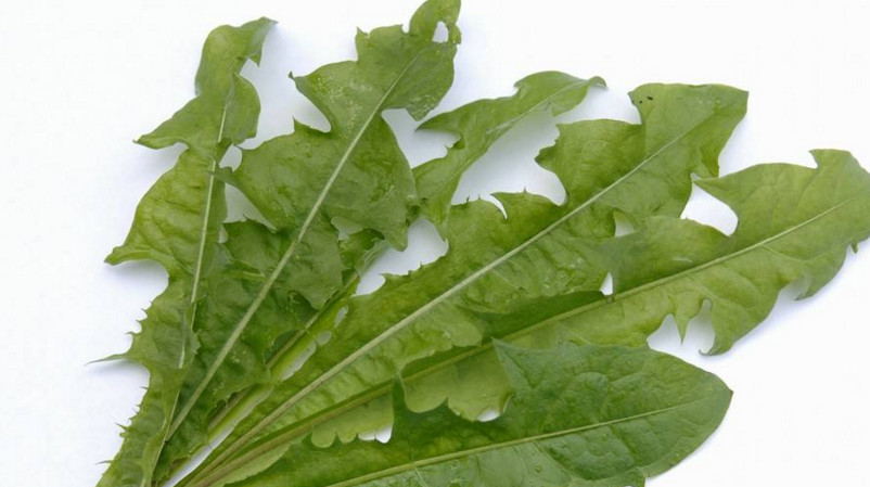 蒲公英葉子怎么吃？蒲公英葉子能吃嗎