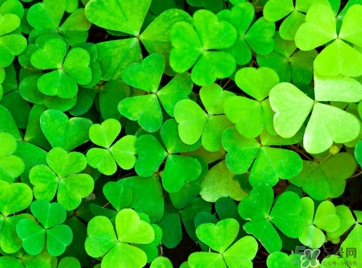 酢漿草怎么讀？酢漿草與三葉草的區(qū)別