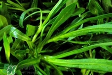 面條菜是清明草嗎?面條菜是清明菜嗎? 面條菜是清明草嗎?面條菜是清明菜嗎?