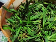 面條菜是清明草嗎?面條菜是清明菜嗎? 面條菜是清明草嗎?面條菜是清明菜嗎?