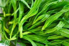 面條菜是發(fā)物嗎?面條菜孕婦可以吃嗎? 面條菜是發(fā)物嗎?面條菜孕婦可以吃嗎?