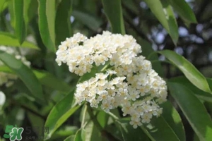 石楠花可以吃嗎？石楠花花語