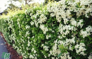 石楠花可以吃嗎？石楠花花語