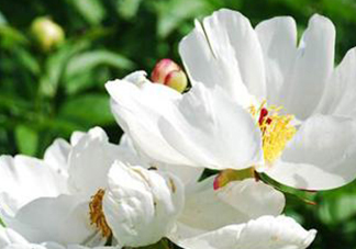 白芍可以美白嗎？白芍怎么美白？