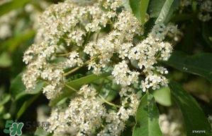 女生說她喜歡石楠花的味道是什么意思？女生對(duì)石楠花氣味是什么感覺？