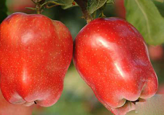 蛇果熱量高嗎？蛇果可以減肥嗎？