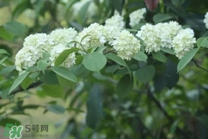 為什么學(xué)校要種石楠花？石楠花的味道為什么這么銷魂？