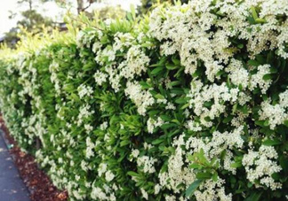 石楠花可以吃嗎？石楠花花語