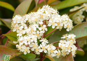 石楠花可以吃嗎？石楠花花語