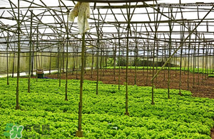 五月份種什么蔬菜？5月份適合種什么蔬菜？