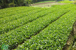 五月份種什么蔬菜？5月份適合種什么蔬菜？