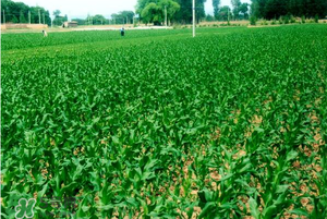 五月份種什么蔬菜？5月份適合種什么蔬菜？