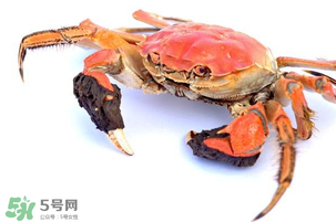 五月份可以吃螃蟹嗎？5月份可以吃螃蟹嗎？