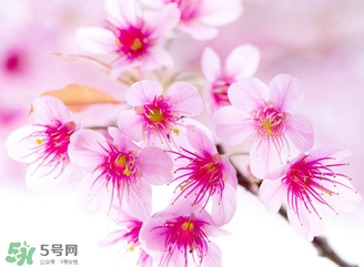 五月份還有櫻花嗎？日本5月份還有櫻花嗎？