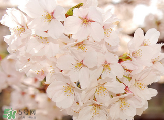 五月份還有櫻花嗎？日本5月份還有櫻花嗎？