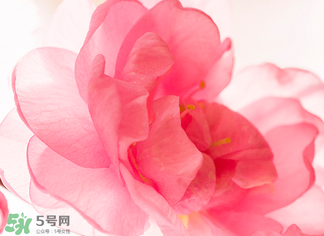 五月份還有櫻花嗎？日本5月份還有櫻花嗎？