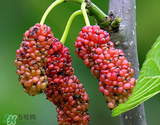 桑葚什么時候結(jié)果？桑葚幾年結(jié)果？