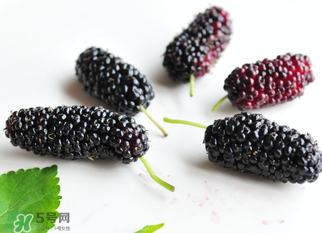 桑葚什么時候結(jié)果？桑葚幾年結(jié)果？